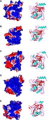 Three-Dimensional Structure Characterization and Inhibition Study of Exfoliative Toxin D From Staphylococcus aureus